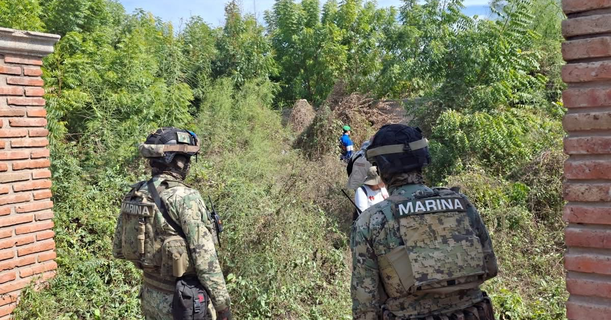 Militares y buscadoras en terreno verde de Guasave.
